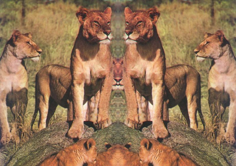 Lionesses_on_Rock.jpg