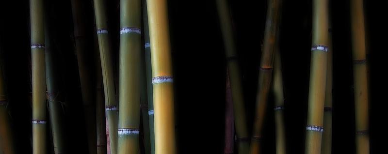 bamboo_web.jpg bamboo_web.jpg