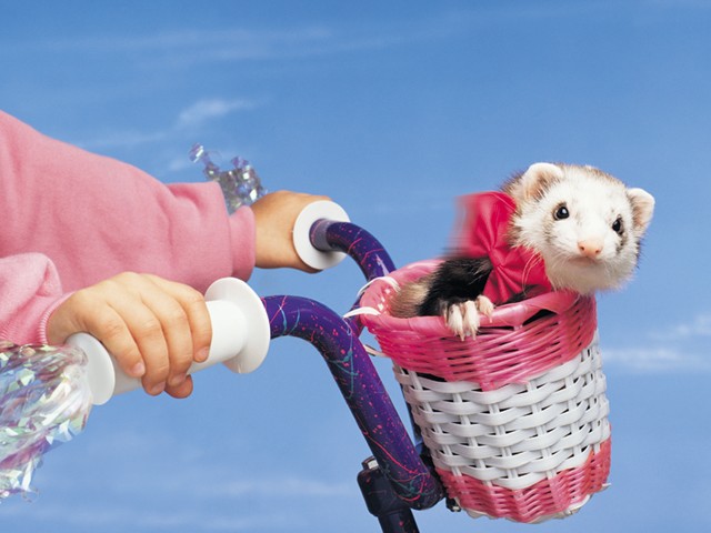 FERRET08.JPG