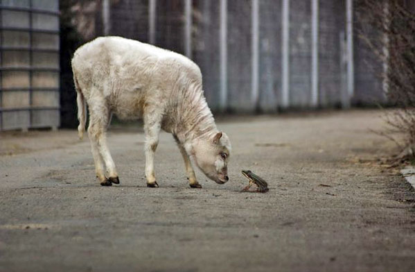 060417_frog.jpeg 060417_frog.jpeg