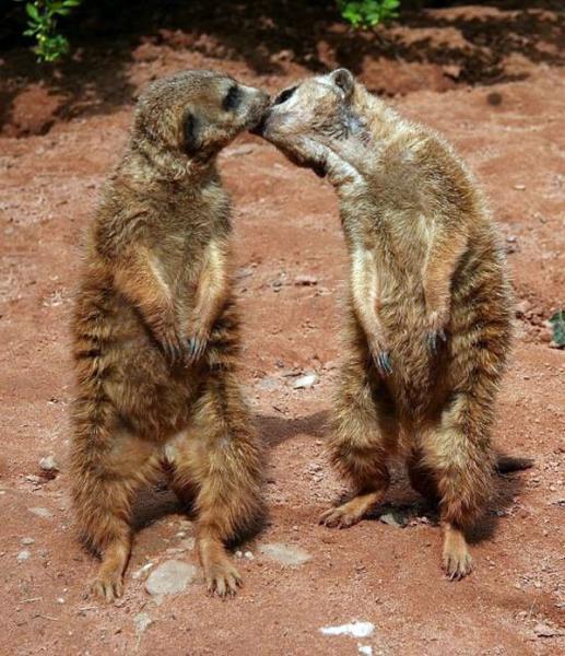 060417_kiss.jpeg 060417_kiss.jpeg