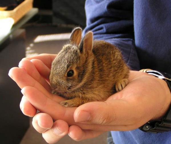 060420_bunny.jpeg 060420_bunny.jpeg