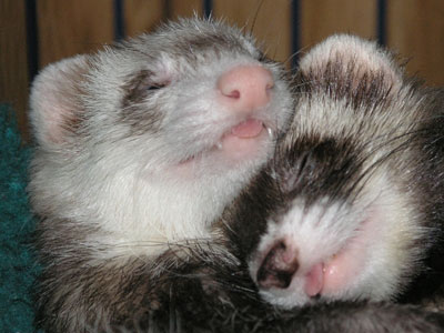 yhst-44278348015314_1904_87014751Bear&Erin.jpeg yhst-44278348015314_1904_87014751Bear&Erin.jpeg