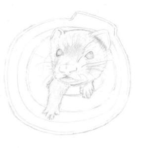 18 KAYAPINA shion saliendo de su tunel.jpg 18 KAYAPINA shion saliendo de su tunel.jpg