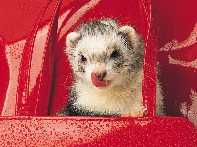 FERRET17.JPG