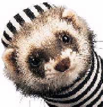 Ferret-Face-Dressed pillo.jpeg Ferret-Face-Dressed pillo.jpeg