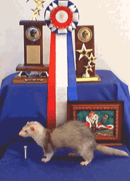 yhst-44278348015314_1904_8508651Keili ferretfacts.gif