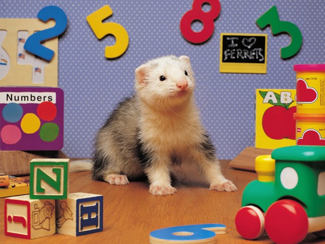 FERRET28.JPG
