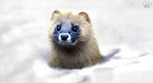 SiberianWeaselMustelaSibirica.jpg