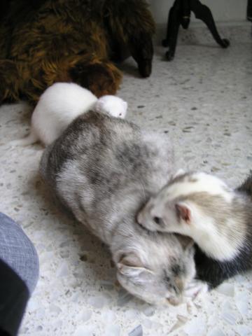 timo, mine y kitty.jpg