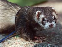 _rasmus0509a.jpg _rasmus0509a.jpg