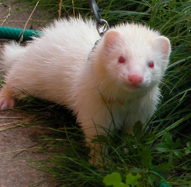 kimber0508a.jpg kimber0508a.jpg