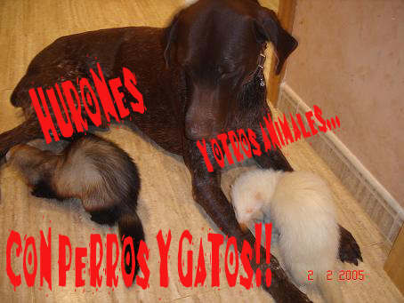 huron con otra mascota6.jpg