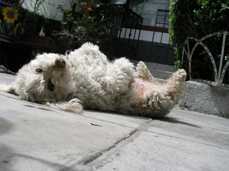 Cuqui 2.jpg Cuqui 2.jpg