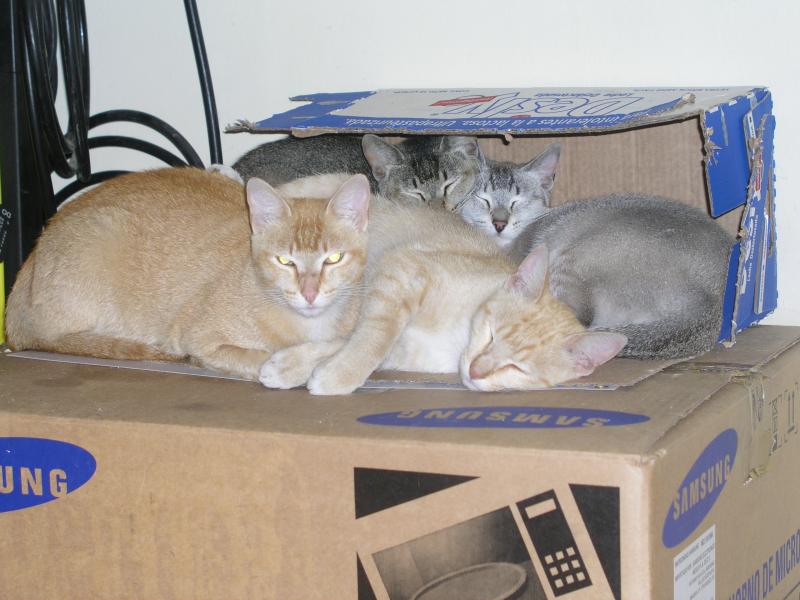 George,Alfred y Albus.jpg