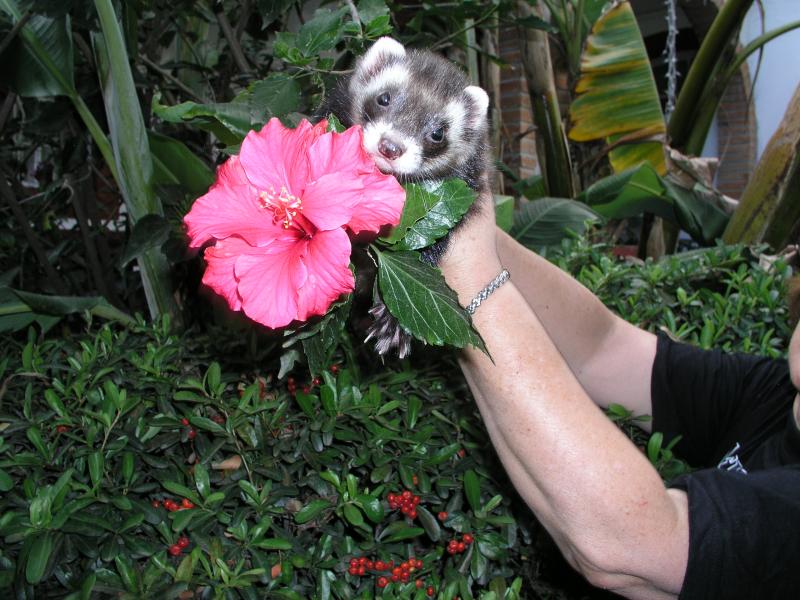 Virgilio Primavera 3.jpg Virgilio Primavera 3.jpg