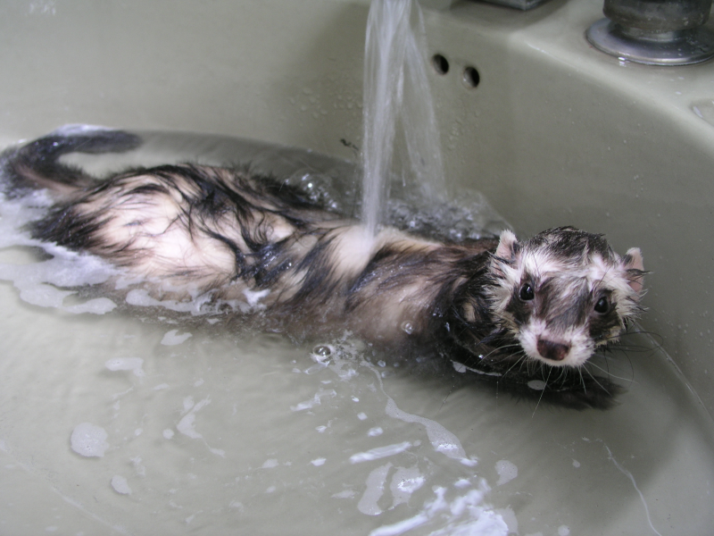 Virgilio ba&ntilde;o.png