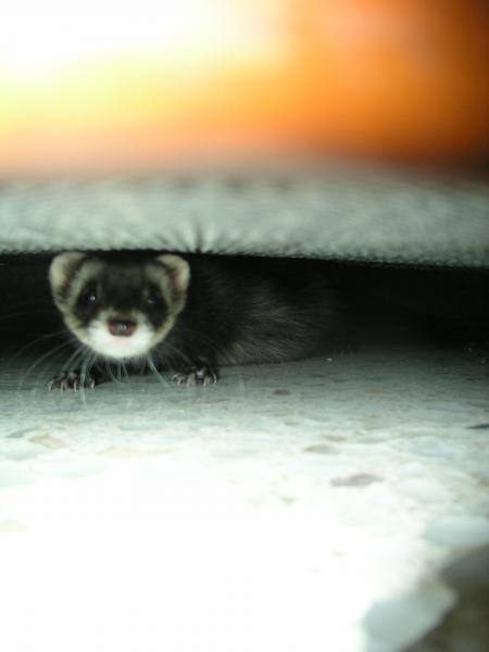 Virgilio escondido 2.jpg