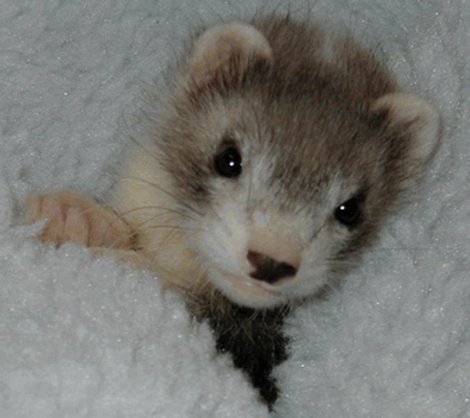 Larujo.jpg Larujo.jpg