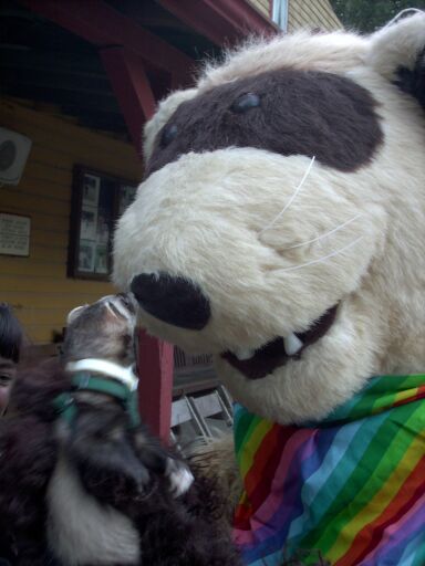 wwcferrets3.jpg wwcferrets3.jpg