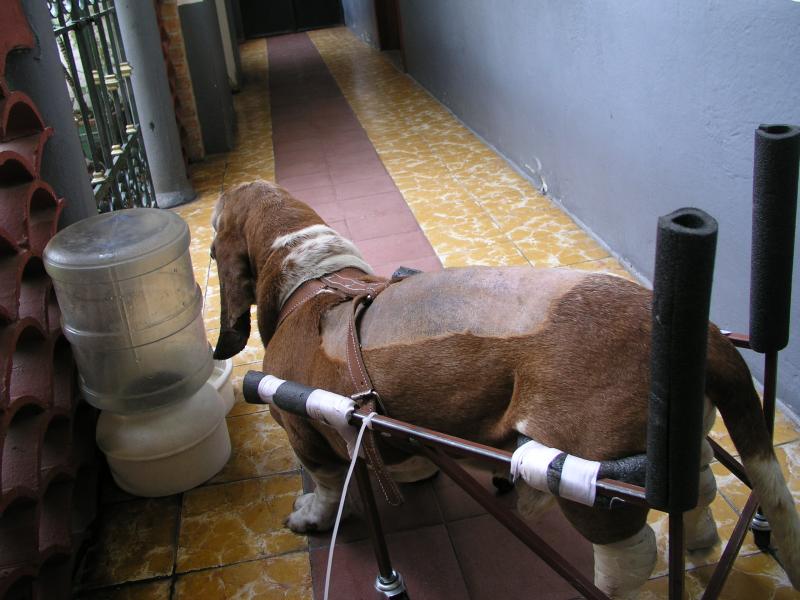 Tobito con su sillita2.jpg Tobito con su sillita2.jpg