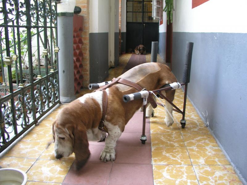 Tobito con su sillita3.jpg Tobito con su sillita3.jpg