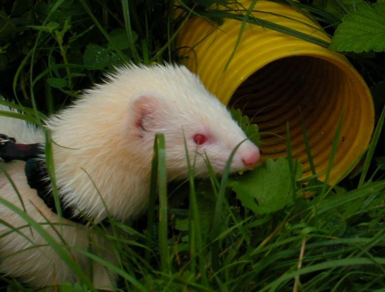 kimber0508c.jpg kimber0508c.jpg