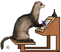 ferret03.jpg