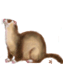 ferret05.jpg