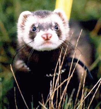 ferretr3-Closeup puchero.jpeg