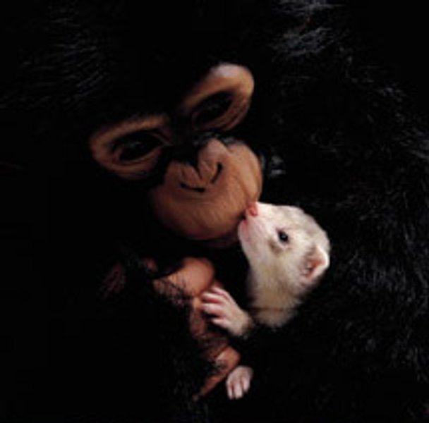 huron con chimpanc_.jpg