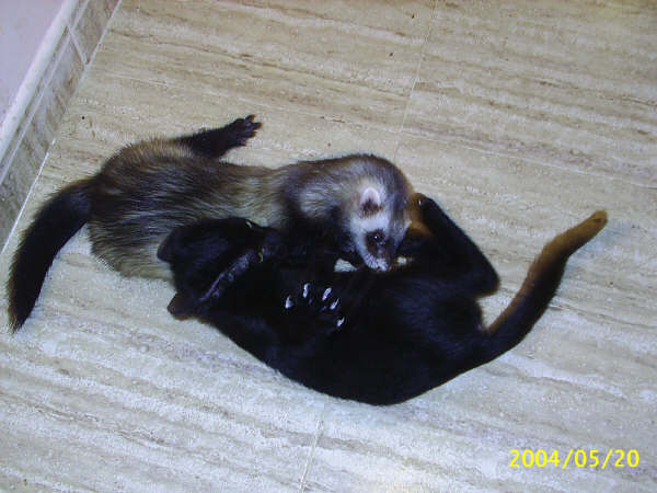 huron con otra mascota3.jpg