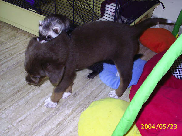 huron con otra mascota4.jpg