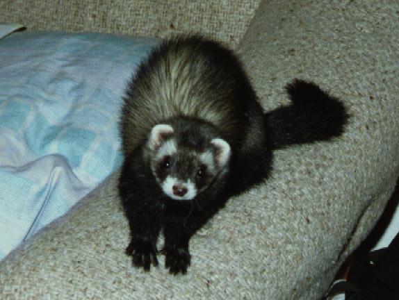 ma-ca-mu-ferret-n sable.jpeg ma-ca-mu-ferret-n sable.jpeg