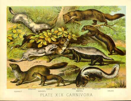 ferthist13pintura hurones.gif