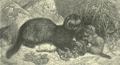 ferthist18pintura hurones.gif