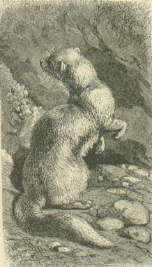 ferthist21pintura hurones.gif