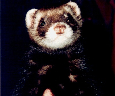 snoop1ferret.jpeg snoop1ferret.jpeg