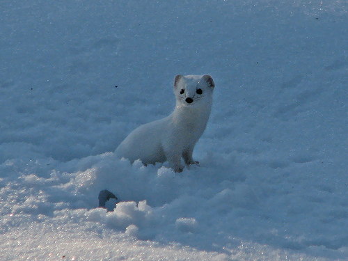mustela de las nieves2.jpg mustela de las nieves2.jpg