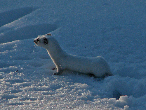 mustela de las nieves3.jpg mustela de las nieves3.jpg