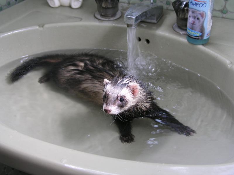 Virgilio baño3.jpg Virgilio baño3.jpg