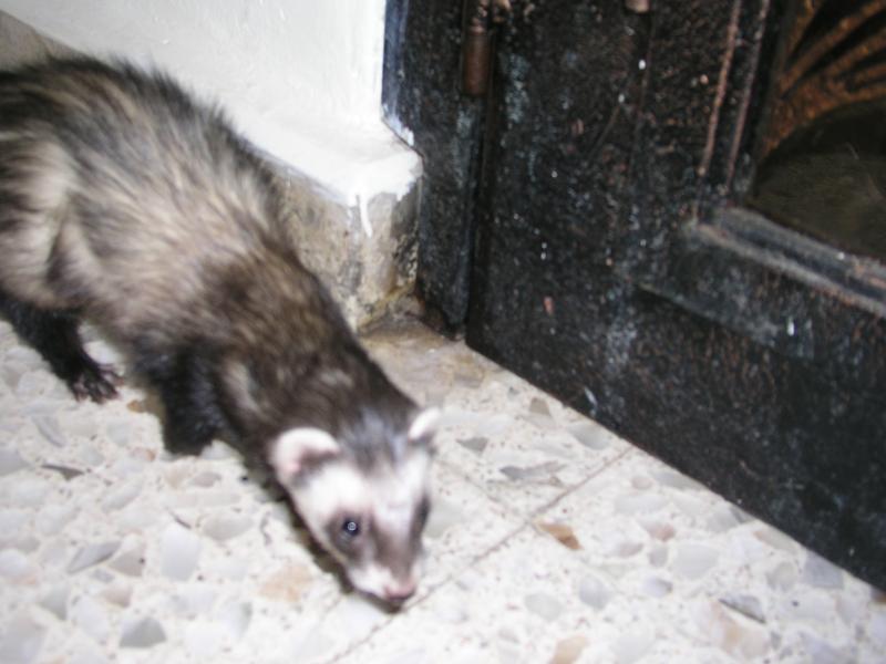 Virgilio primavera 11.jpg