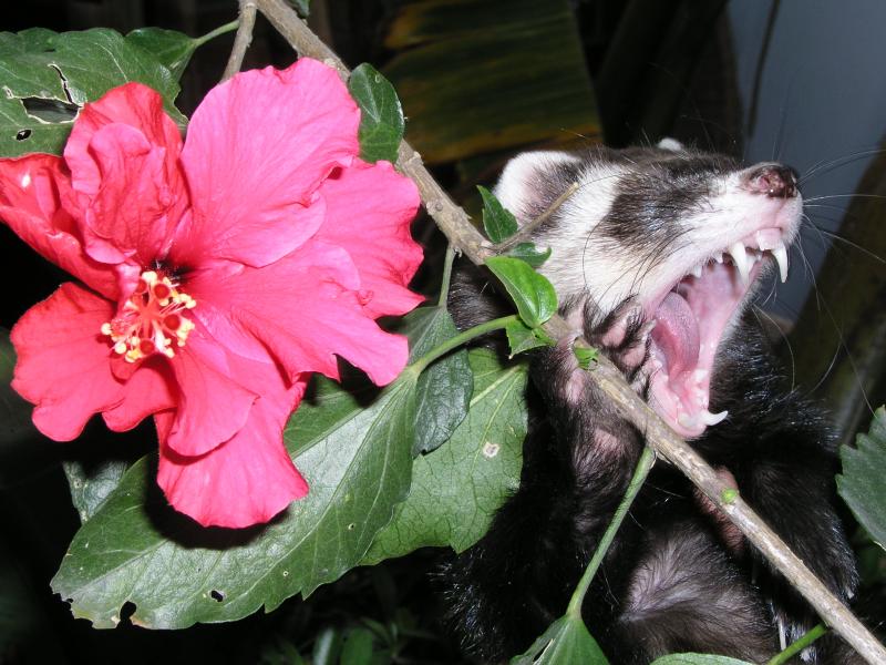 Virgilio primavera 6.jpg Virgilio primavera 6.jpg