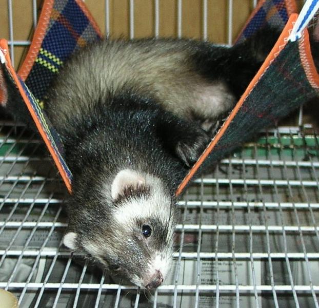 Virgilio reposando.jpg Virgilio reposando.jpg