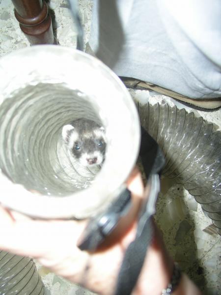 Virgilio y tubo 2.jpg Virgilio y tubo 2.jpg