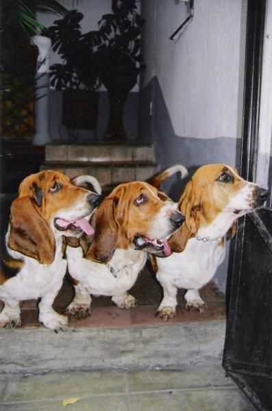 200009-05-3bassets.jpg