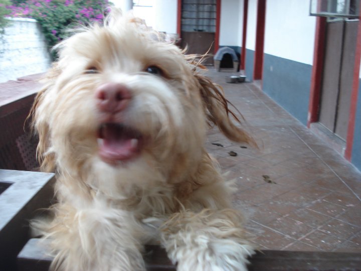 PELUZA 2.jpg PELUZA 2.jpg