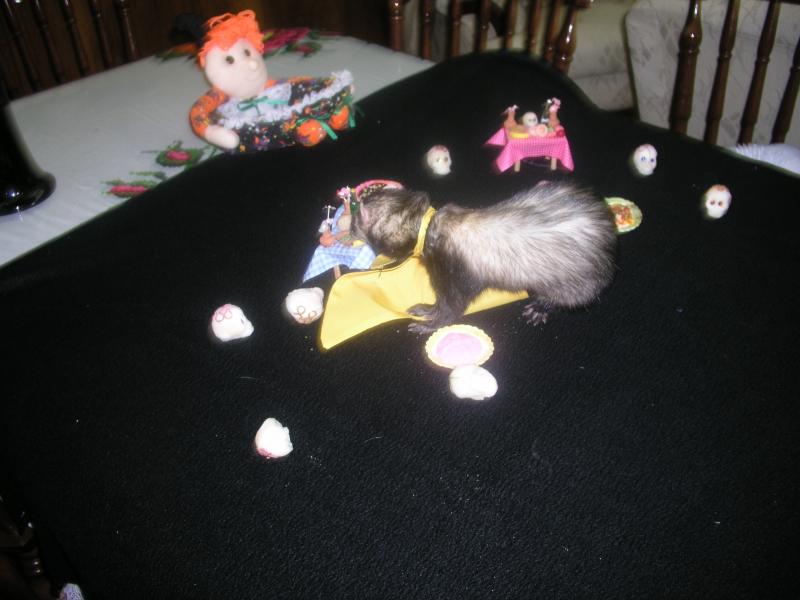 pa290262.jpg pa290262.jpg