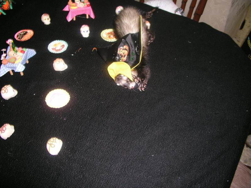 pa290264.jpg pa290264.jpg