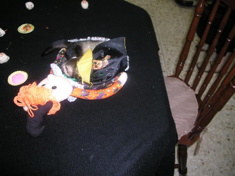 pa290271.jpg pa290271.jpg